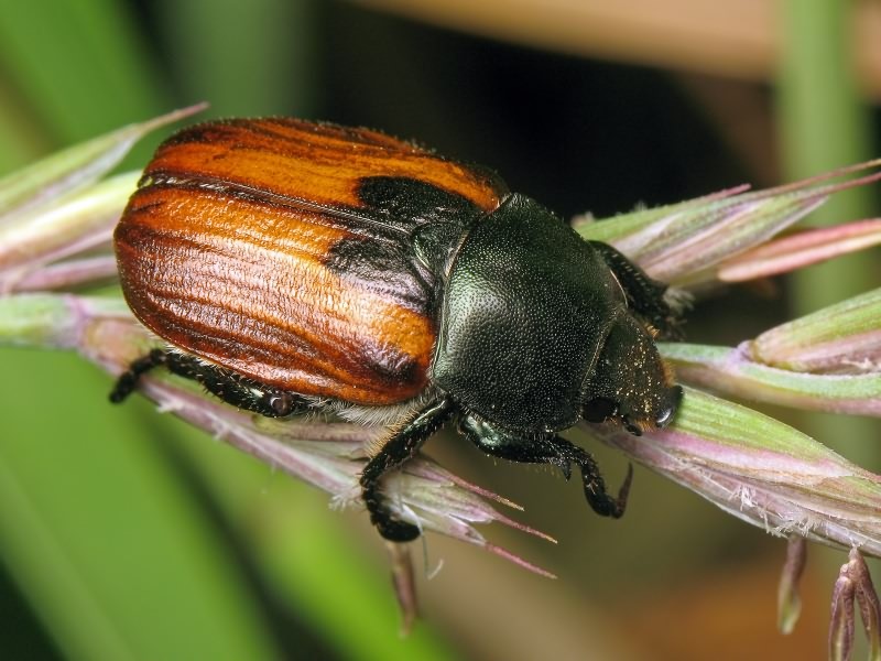 Anisoplia austriaca (Herbst, 1783)